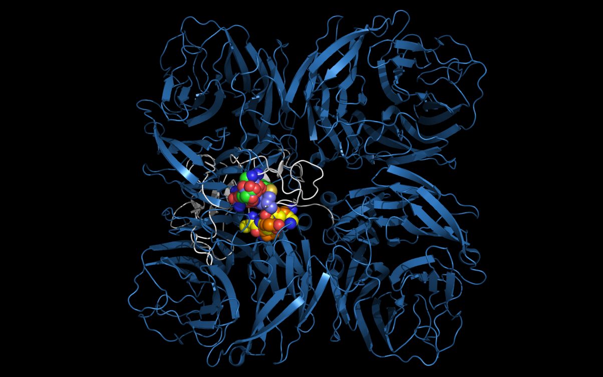 aligning alpha-bungarotxin and N11